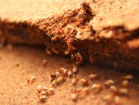 Termite Doctor image 3